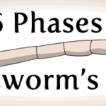 The 6 Phases of a Tapeworm’s Life