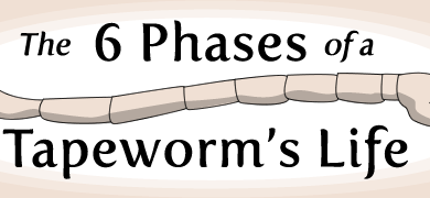 The 6 Phases of a Tapeworm’s Life