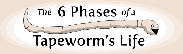 The 6 Phases of a Tapeworm’s Life