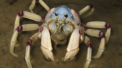 Light-blue Soldier Crab, 2006