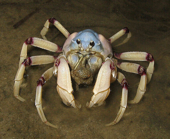 Light-blue Soldier Crab, 2006