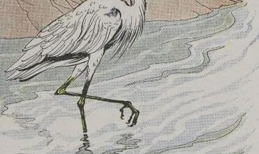 Aesop The Heron