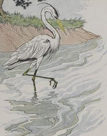 Aesop The Heron