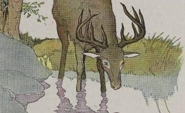 The Stag And His Reflection