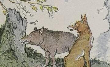 The Wild Boar And The Fox