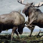 Apocalyptic Animal Kingdom Of Simen Johan