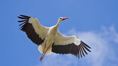 Carlos Delgado, White Stork, Madrid, Spain