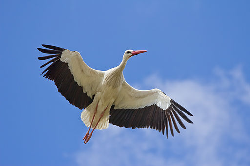 Carlos Delgado, White Stork, Madrid, Spain