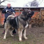 Caucasian Ovcharka