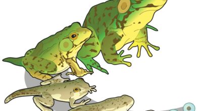 Green frog, how many stages? Count them