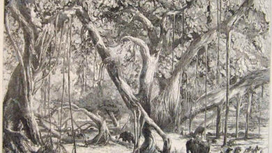 Illustrated London News, Banyan tree, 1856