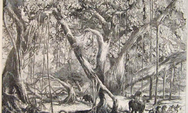 Illustrated London News, Banyan tree, 1856