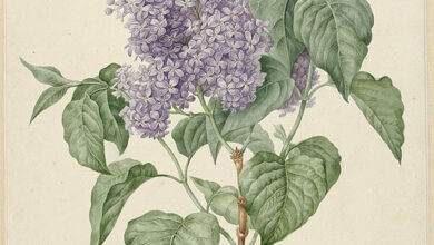 Maria Geertruida Snabilie, Lilacs, 1880