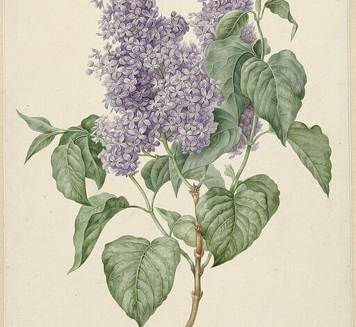 Maria Geertruida Snabilie, Lilacs, 1880