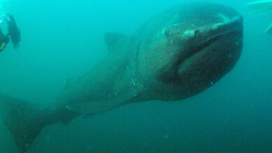 Megamouth shark