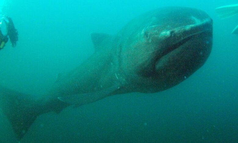 Megamouth shark