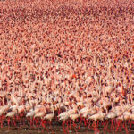 Millions of Pink Flamingos at Lake Nakuru