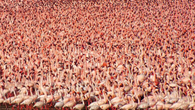 Millions of Pink Flamingos at Lake Nakuru