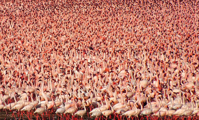 Millions of Pink Flamingos at Lake Nakuru