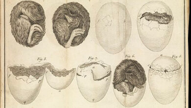 Poultry egg hatching process, 1749