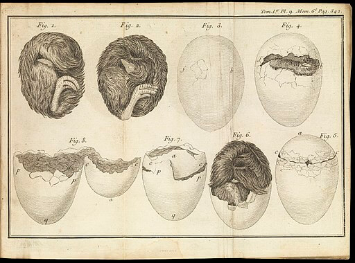 Poultry egg hatching process, 1749