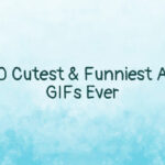The 20 Cutest & Funniest Animal GIFs Ever