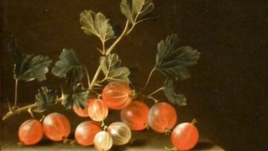 Adriaen Coorte, Gooseberries on a Table, 1701