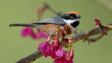 Black-throated Tit on branch, 2008