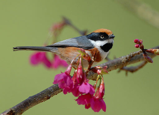 Black-throated Tit on branch, 2008