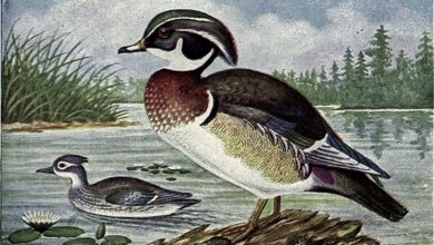 Chester A. Reed, Wood Duck, The Bird Book, 1915