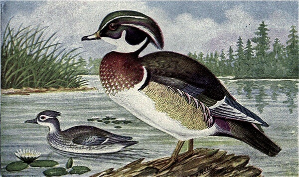 Chester A. Reed, Wood Duck, The Bird Book, 1915