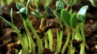 Fenugreek sprouts in India