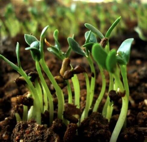 Fenugreek sprouts in India