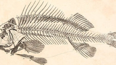 Georges Cuvier, Pisces, 1834