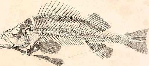 Georges Cuvier, Pisces, 1834