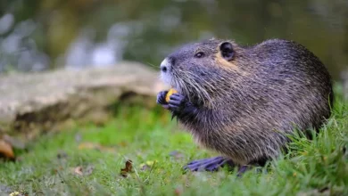 Animal Symbolism Beaver