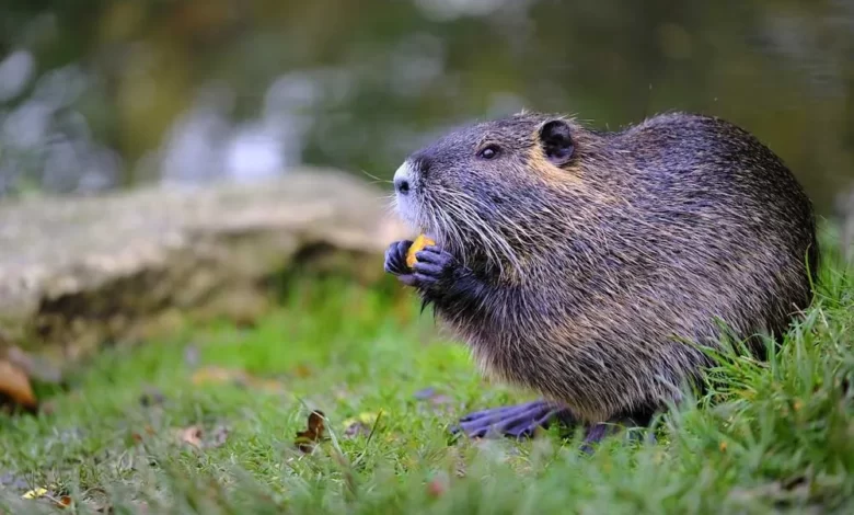 Animal Symbolism Beaver