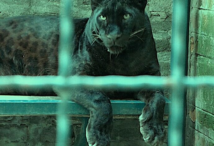 Peter M., Puma in the Belgrade Zoo, 2010