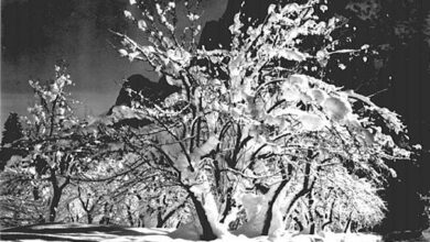 Ansel Adams, Half-dome, apple orchard, Yosemite, 1931