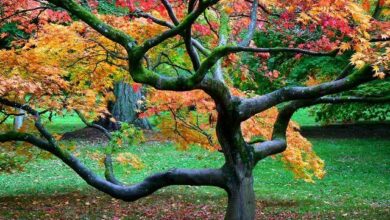 Brian Marshall, Japanese Maple, Westonbirt Arboretum, 2010