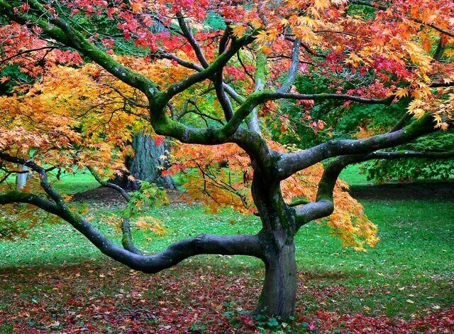 Brian Marshall, Japanese Maple, Westonbirt Arboretum, 2010