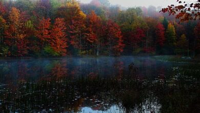 ForestWander, Autumn foliage morning fog, 2011