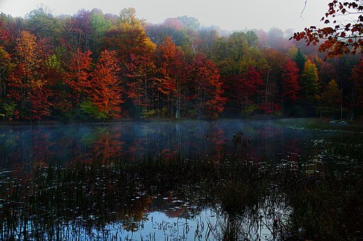 ForestWander, Autumn foliage morning fog, 2011