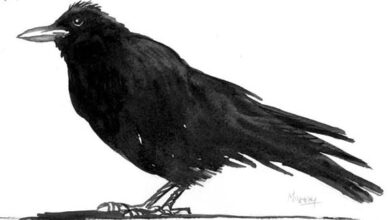 Tom Murray, Ho crow, 2011