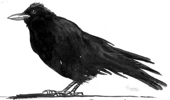 Tom Murray, Ho crow, 2011