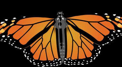 Bugboy, Monarch Butterfly, 2009