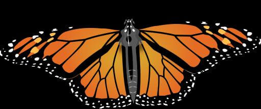 Bugboy, Monarch Butterfly, 2009