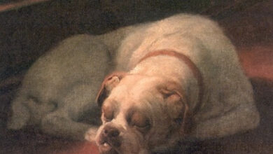 Arthur Heyer, Bulldog sound asleep, 1936