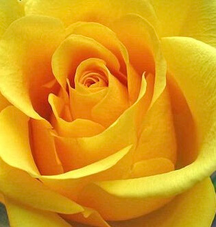 Lovely Pearl Naga, Favorite yellow rose, 2016